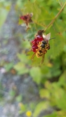 Vespula flavopilosa