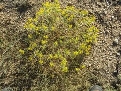 Pectis papposa papposa