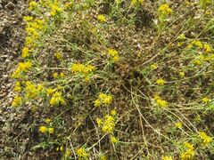 Pectis papposa papposa