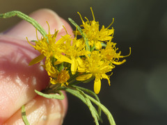 Pectis papposa papposa