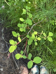 Vaccinium ovalifolium