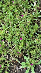 Caryophyllales
