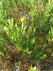 Ericameria laricifolia