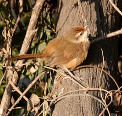 Phacellodomus rufifrons