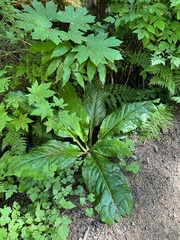Lysichiton americanus