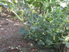 Physalis hederifolia