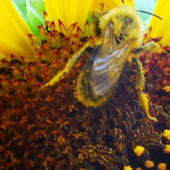 Melissodes trinodis