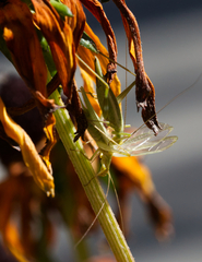 Oecanthus quadripunctatus
