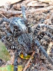 Ancylometes concolor