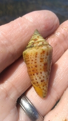 Conus scalaris