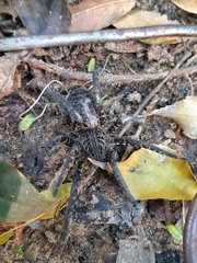 Ancylometes concolor