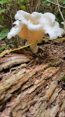 Pleurocybella porrigens