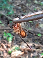 Ancylometes concolor