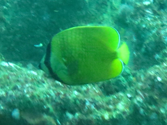 Chaetodon kleinii