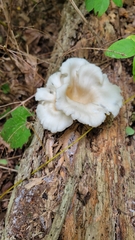 Pleurocybella porrigens