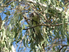 Philemon corniculatus