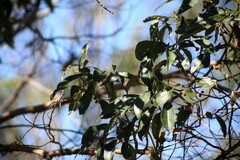 Lophostemon confertus