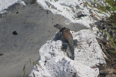 Sceloporus torquatus