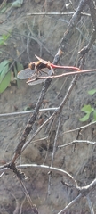 Sympetrum pallipes