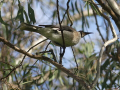 Philemon corniculatus