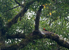 Pityriasis gymnocephala