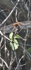 Sympetrum pallipes