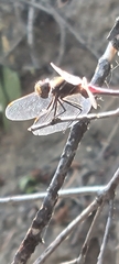 Sympetrum pallipes