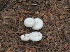 Agaricus sylvicola