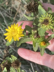 Grindelia adenodonta