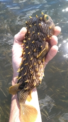 Chilomycterus schoepfii