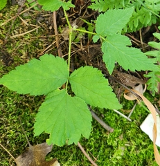 Rubus occidentalis