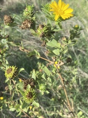 Grindelia adenodonta