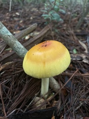 Amanita jacksonii