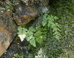 Cryptogramma stelleri