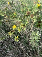 Grindelia adenodonta