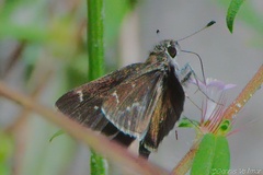 Amblyscirtes aesculapius