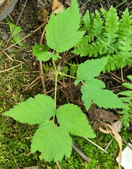 Rubus occidentalis