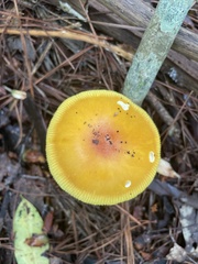Amanita jacksonii