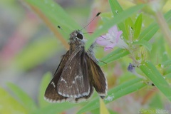 Amblyscirtes aesculapius