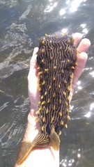 Chilomycterus schoepfii