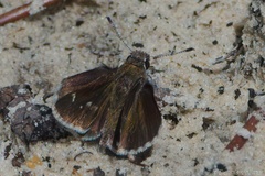 Amblyscirtes aesculapius