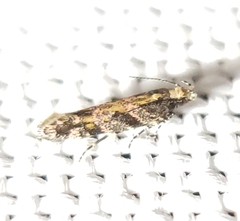 Aristotelia lespedezae