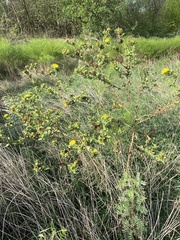 Grindelia adenodonta