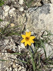 Wedelia acapulcensis