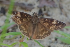 Erynnis zarucco