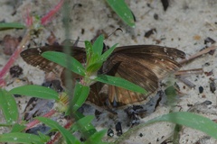 Erynnis zarucco