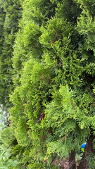 Platycladus orientalis