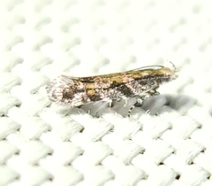Aristotelia lespedezae