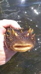 Chilomycterus schoepfii