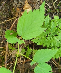 Rubus occidentalis